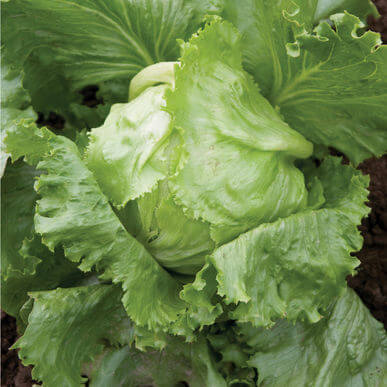 Organic Lettuce Grower Manual