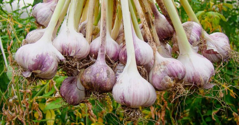 Organic Garlic Grower Manual