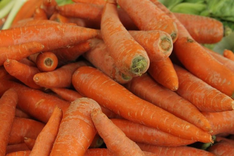 Organic Carrot Grower Manual